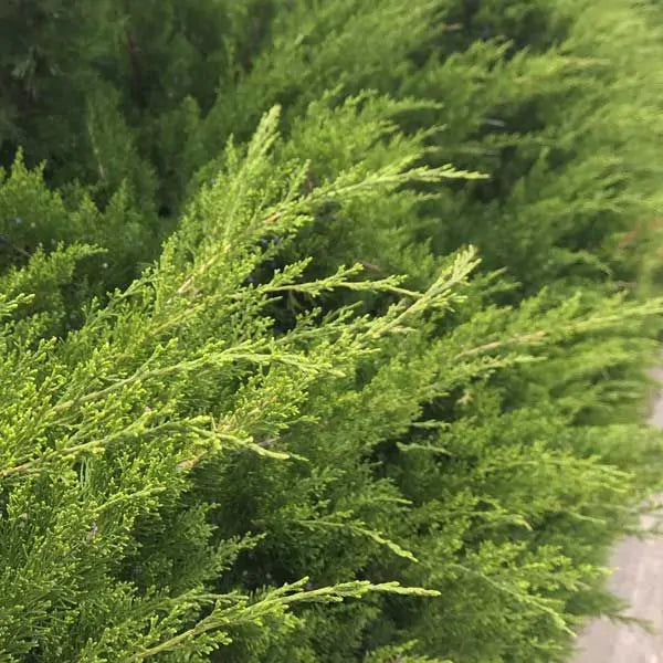 Green Juniper (Large)