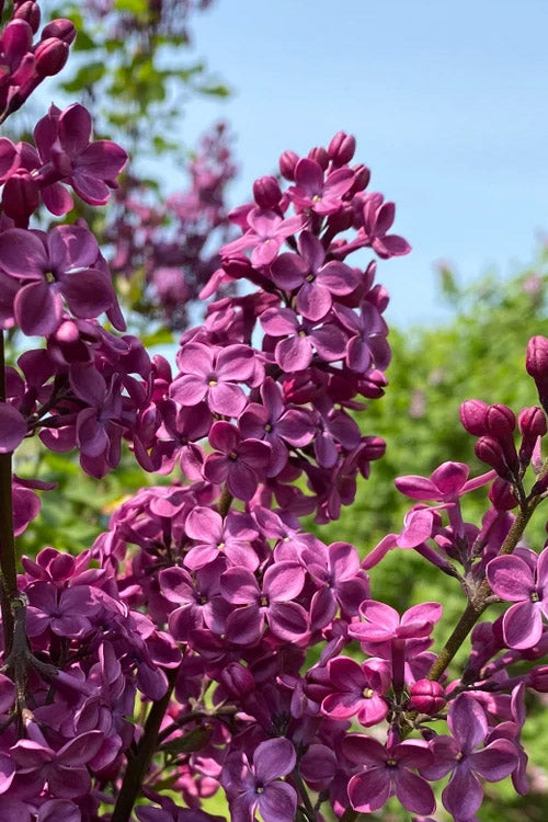 Lilac- Declaration