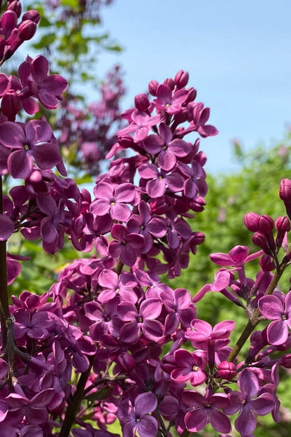 Lilac- Declaration