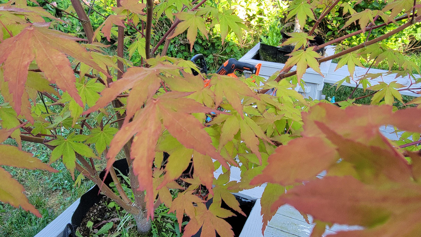 Maple - Species Unknown