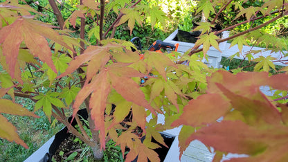 Maple - Species Unknown