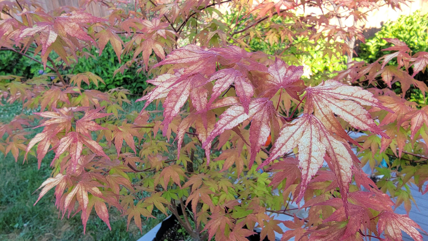 Maple - Species Unknown